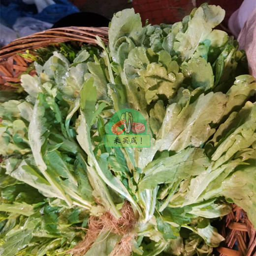 本地茼蒿 商品图0