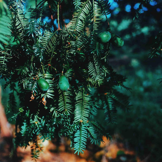 诸暨千年古树香榧 | 来自侏罗纪时期的孑遗植物，江浙一带的深受欢迎的珍贵坚果。 商品图3