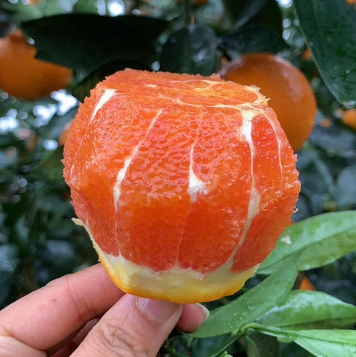 秭归红橙中华红橙 4.5/8斤装 商品图0