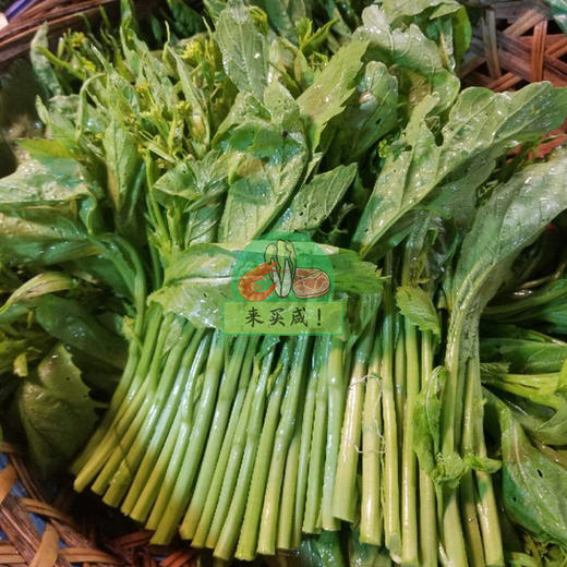 本地春菜花 商品图0