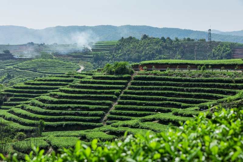 茶样| 金奖8窨茉莉花茶(茉莉茗毫)