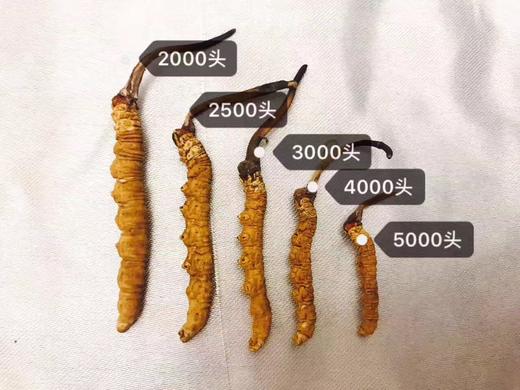 那曲野生虫草10g<满100g同款赠品> 商品图0