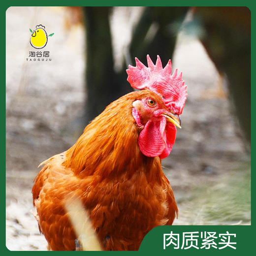 大公鸡 商品图1