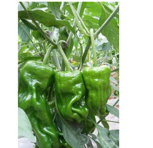 【苏州】 薄皮椒500g