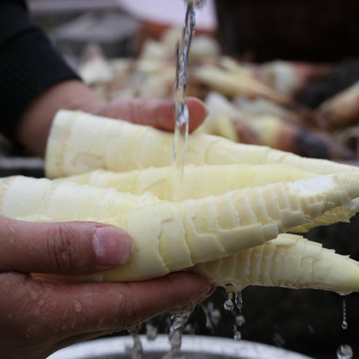 头茬天目山春笋 4斤装 商品图5