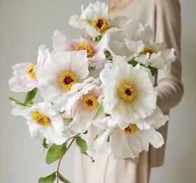 当季热卖单瓣油画牡丹8支