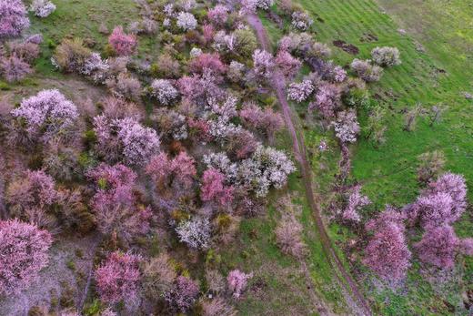 花开中国-伊犁河谷的杏花（新疆伊犁） 商品图0