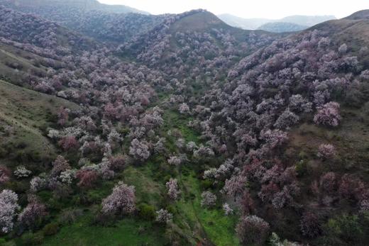 花开中国-伊犁河谷的杏花（新疆伊犁） 商品图1