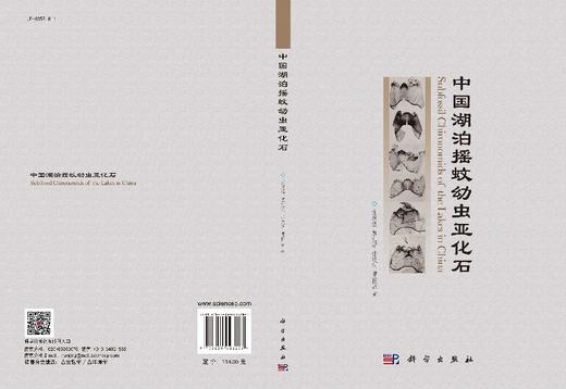 中国湖泊摇蚊幼虫亚化石 商品图3