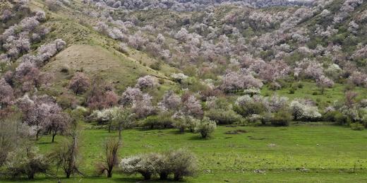 花开中国-伊犁河谷的杏花（新疆伊犁） 商品图4