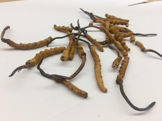 那曲大断草10克 商品图2