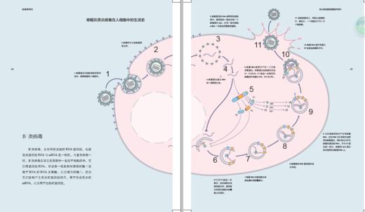 《病毒博物馆》定价：168.00元   作者：玛丽莲 • 鲁辛克 著 译者：胡志红，周荷菂 商品图7