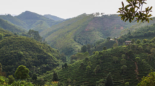 4. 广西野生茶树资源情况介绍 商品图0