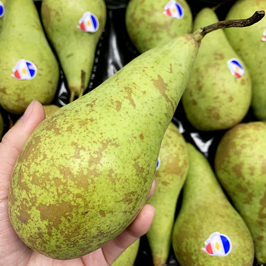 比利时进口 啤梨 18头