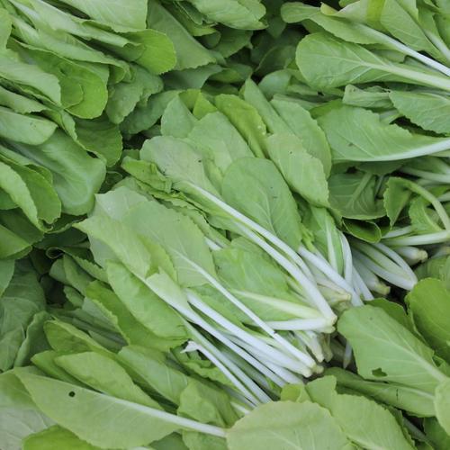 苏州41415日特价青菜苗500g