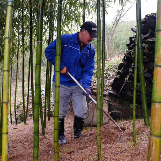 头茬天目山春笋 4斤装 商品图8