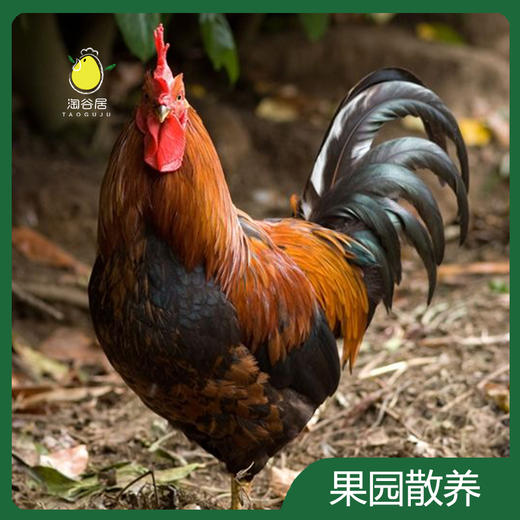大公鸡 商品图3