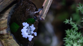 NO.8-声音是最温柔的陪伴