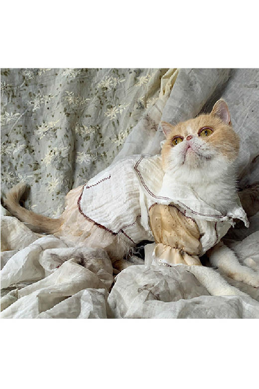 pengtai翻领猫猫衣白色s20263