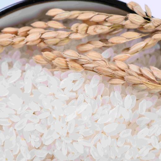 东北直供粽娃龙谷胚芽鲜米5斤10斤装一级粳稻