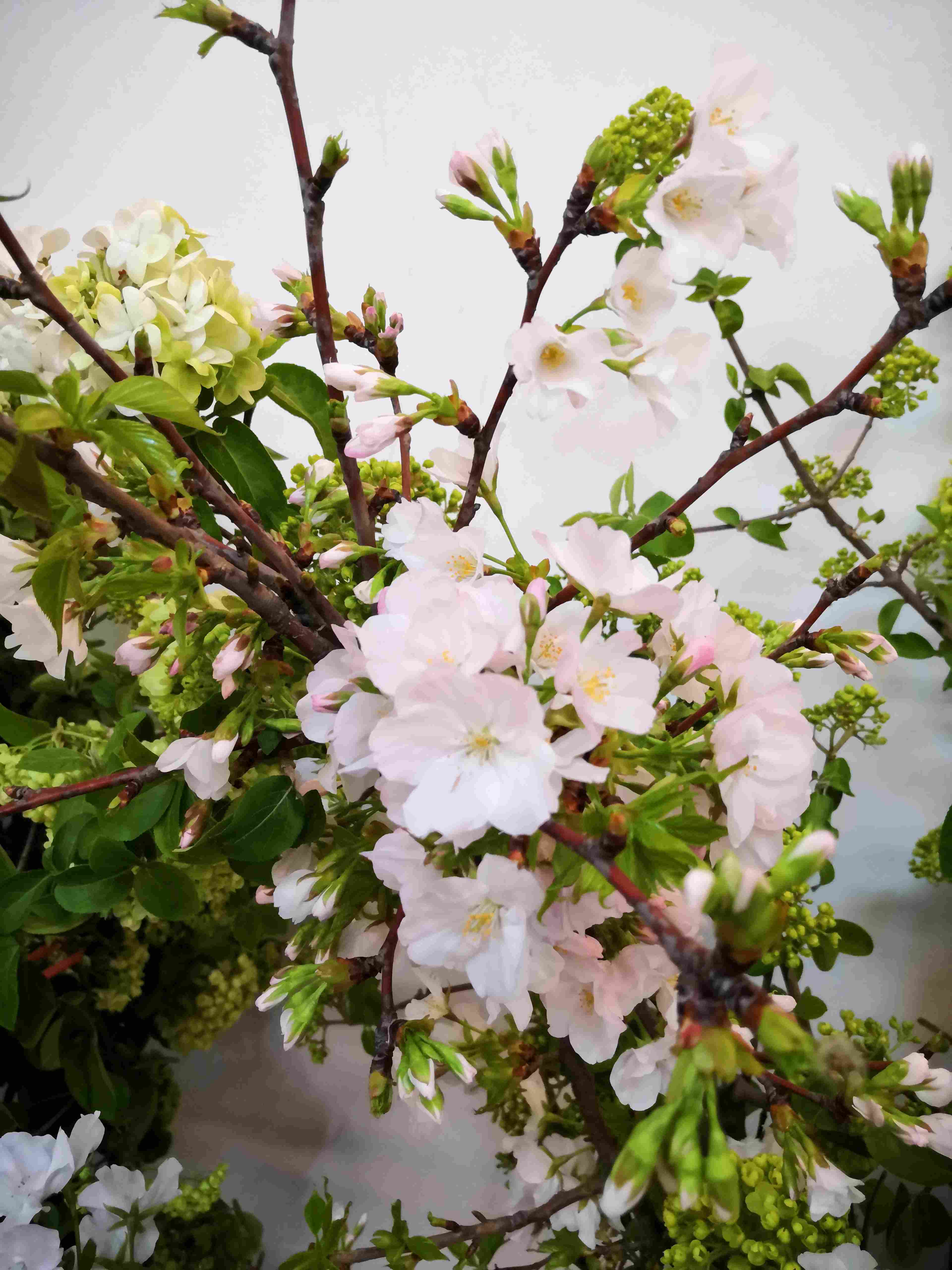 配花-樱花-白色