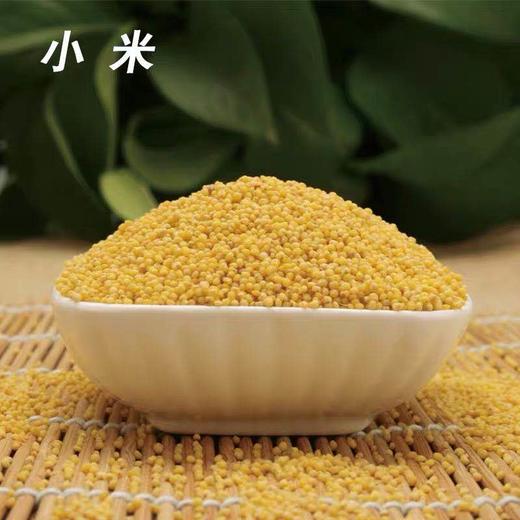 到店优惠东北特产新鲜小米5斤