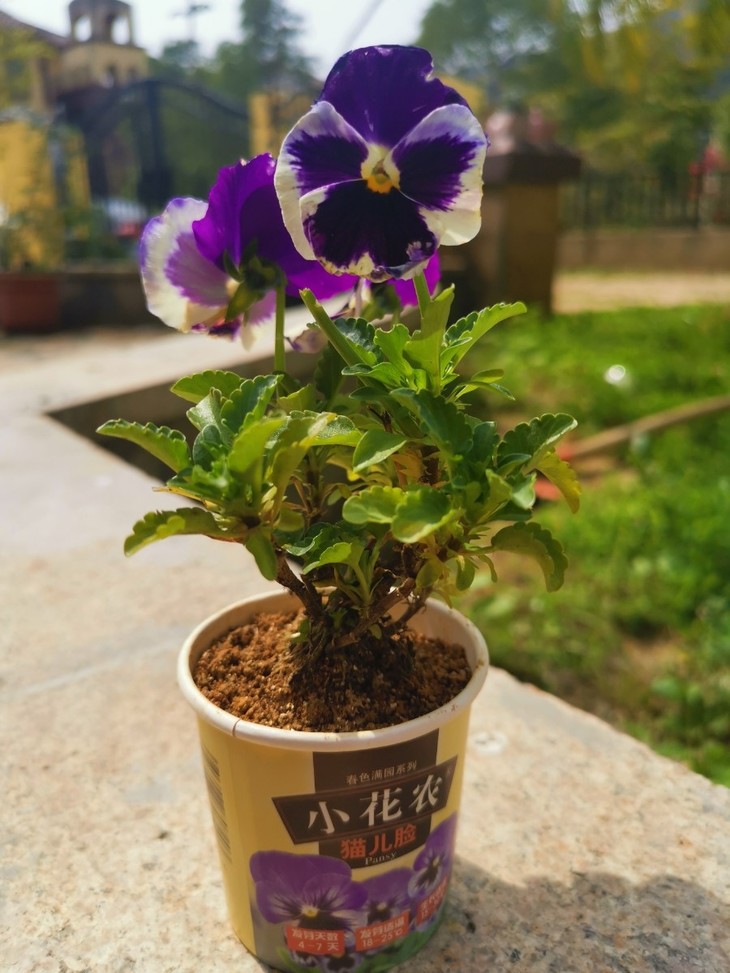 【小花农春色满园套装/12个纸杯装】把春天带回家~48元全国包邮