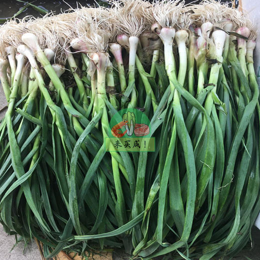 青蒜 商品图0