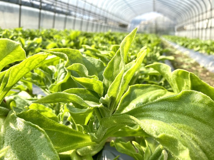 朴愿有机农场有机冰菜冰叶日中花水晶冰菜自带水珠的菜菜沙拉蔬400克