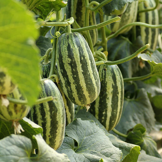 【山东.博洋9号 羊角蜜瓜】果香浓郁，清甜脆爽，甘甜多汁，瓜肉香甜脆，瓜汁似蜜糖～ 商品图4