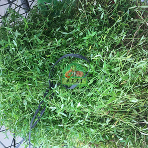 蛇舌草 商品图0
