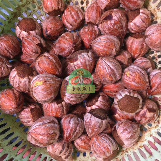 小粒板栗 猴力 商品图0