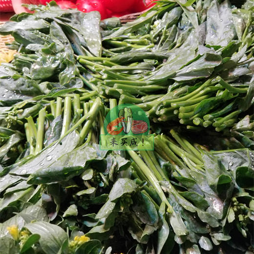 本地芥兰苗 商品图0