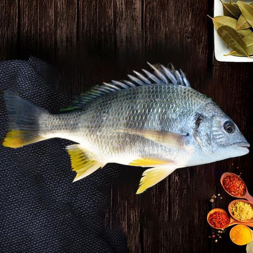 港岛姑娘 现捕黄翅鱼手钓黄赤鱼黄鳍鲷味美鲜 0.5-0.7斤/条活冻 商品图7