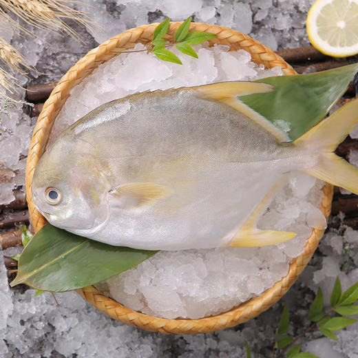 南海船冻野生鱼黄鲳鱼马头鱼白头鱼黄脚鱲鱼白花鱼