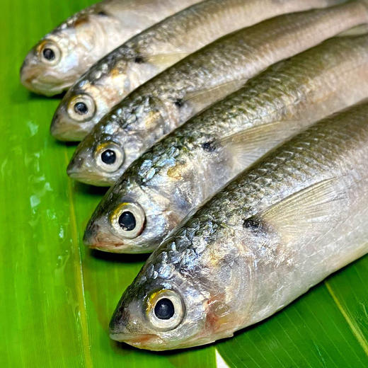 南海船冻野生鱼黄鲳鱼马头鱼白头鱼黄脚鱲鱼白花鱼