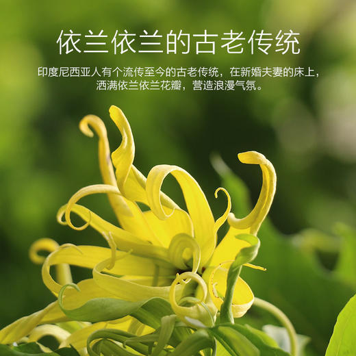 阿芙依兰依兰精油