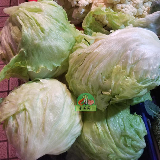 生菜蕾 商品图0