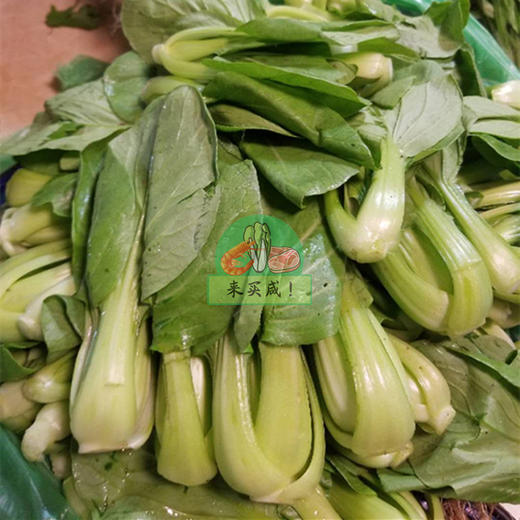 大头油/上海青 商品图0