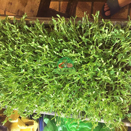 豆苗（新鲜就割） 商品图0