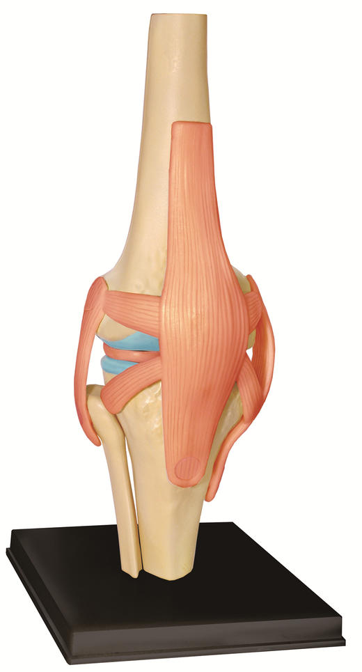 膝关节3d解剖图图片