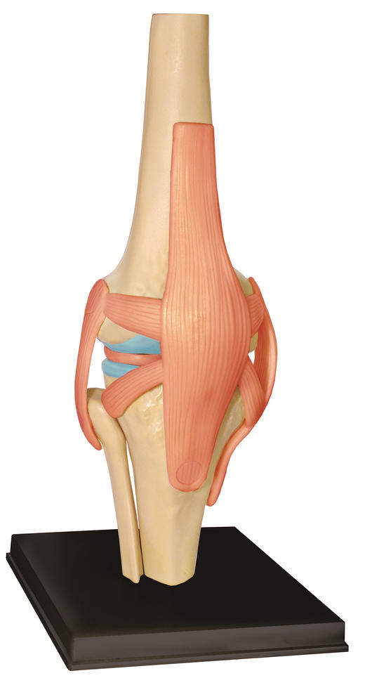 膝关节模型图片大全图片