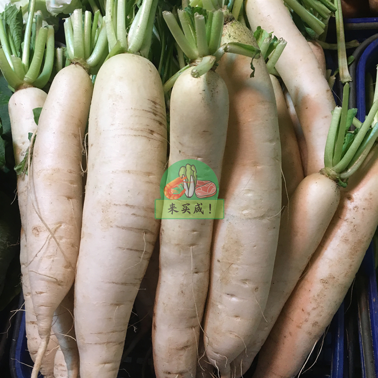 本地白菜头（白萝卜）