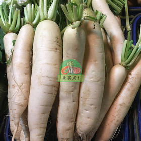 本地白菜头（白萝卜）