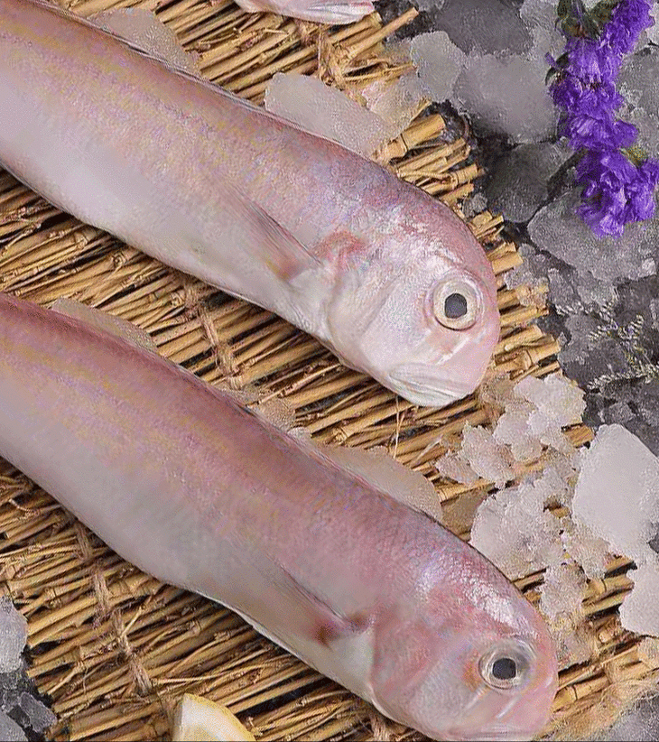 南海船凍野生魚黃鯧魚馬頭魚白頭魚黃腳鱲魚白花魚