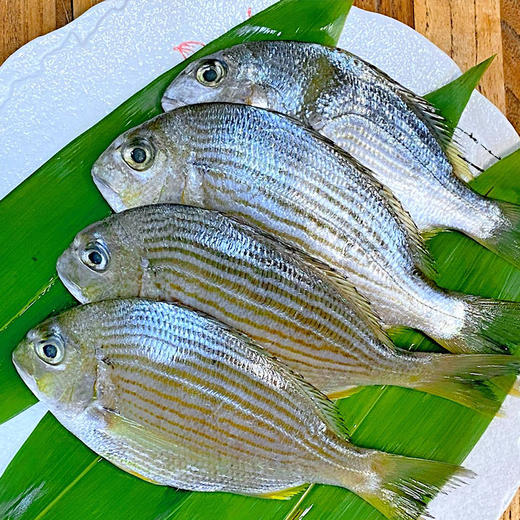 南海船冻野生鱼黄鲳鱼马头鱼白头鱼黄脚鱲鱼白花鱼
