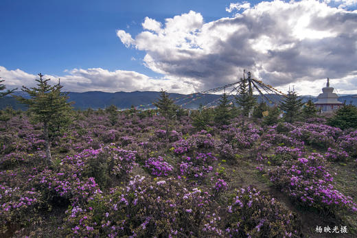 千湖山碧沽天池杜鹃花海•梅里雪山•纳帕海六天<全程越野车> 商品图10