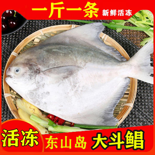 大斗鲳  港岛姑娘 海捕活冻 商品图1