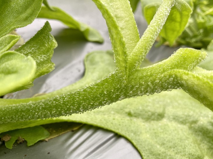 朴愿有机农场有机冰菜冰叶日中花水晶冰菜自带水珠的菜菜沙拉蔬400克