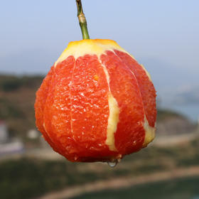 湖北特产｜秭归中华红橙生态果5/9斤装